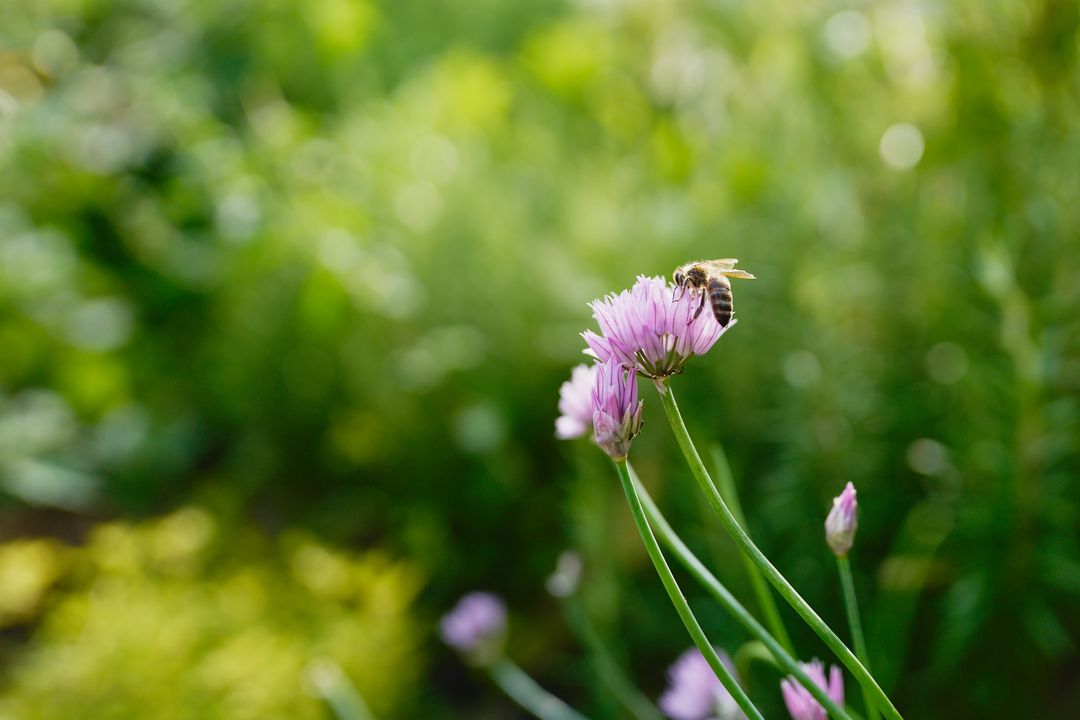 Biene auf einer Schnittlauchblüte